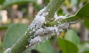 Cochinilla algodonosa en plantas: tratamiento y eliminación cochinilla algodonosa en hojas