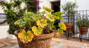 Plantas con hojas amarillas: causas y soluciones