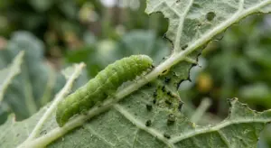 Orugas en el jardín, cómo eliminarlas